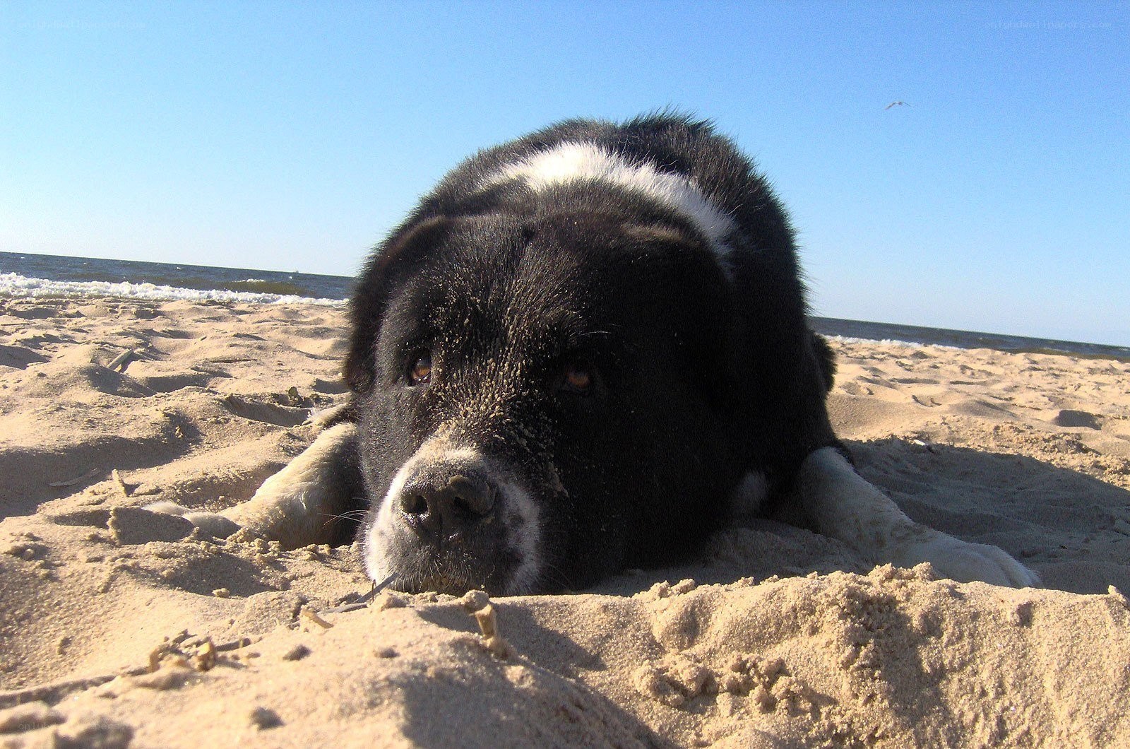 dog resting on sandy beach