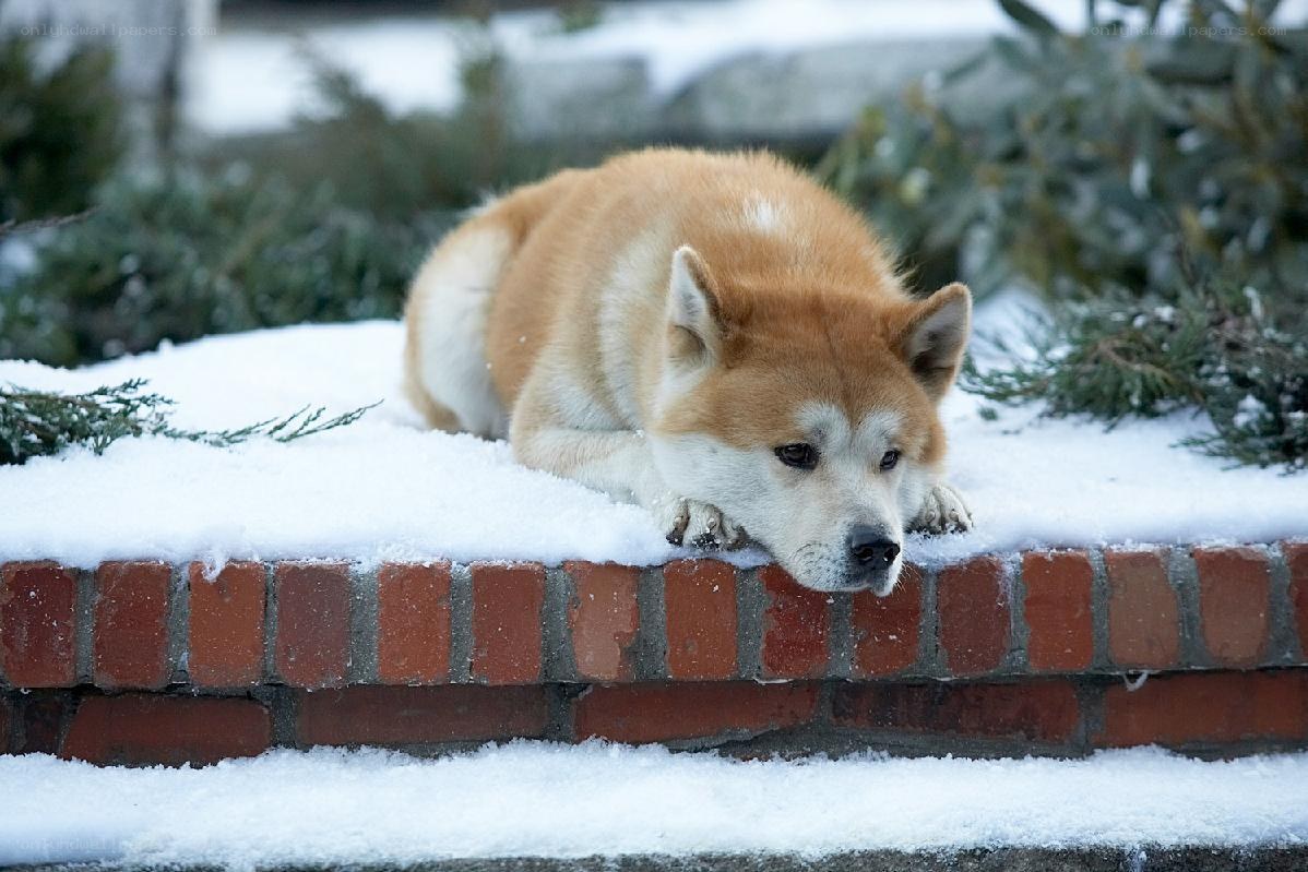 dog resting on snowy wall