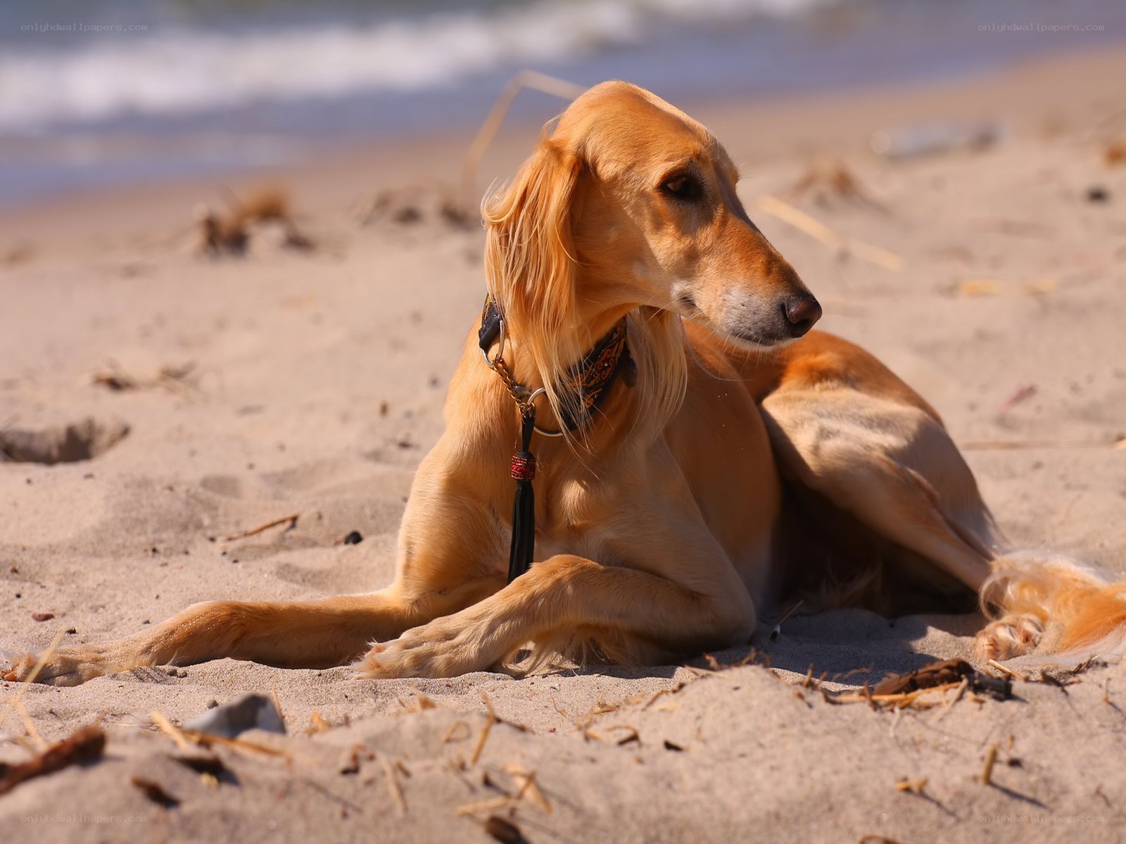 dog resting on the beach