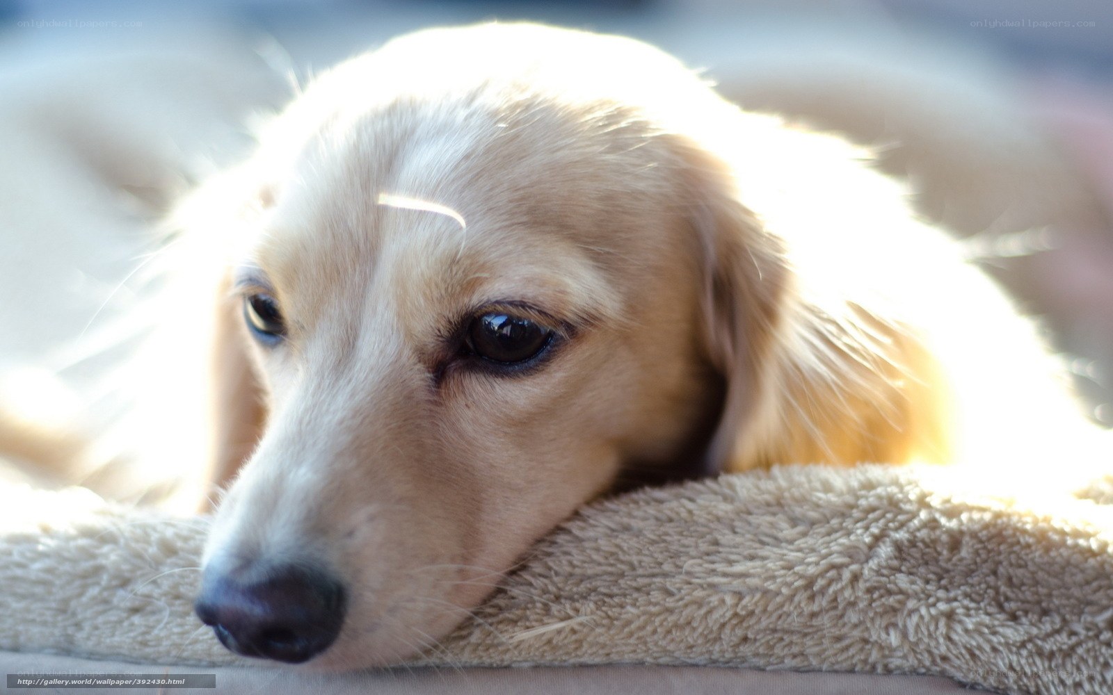 dog resting on towel
