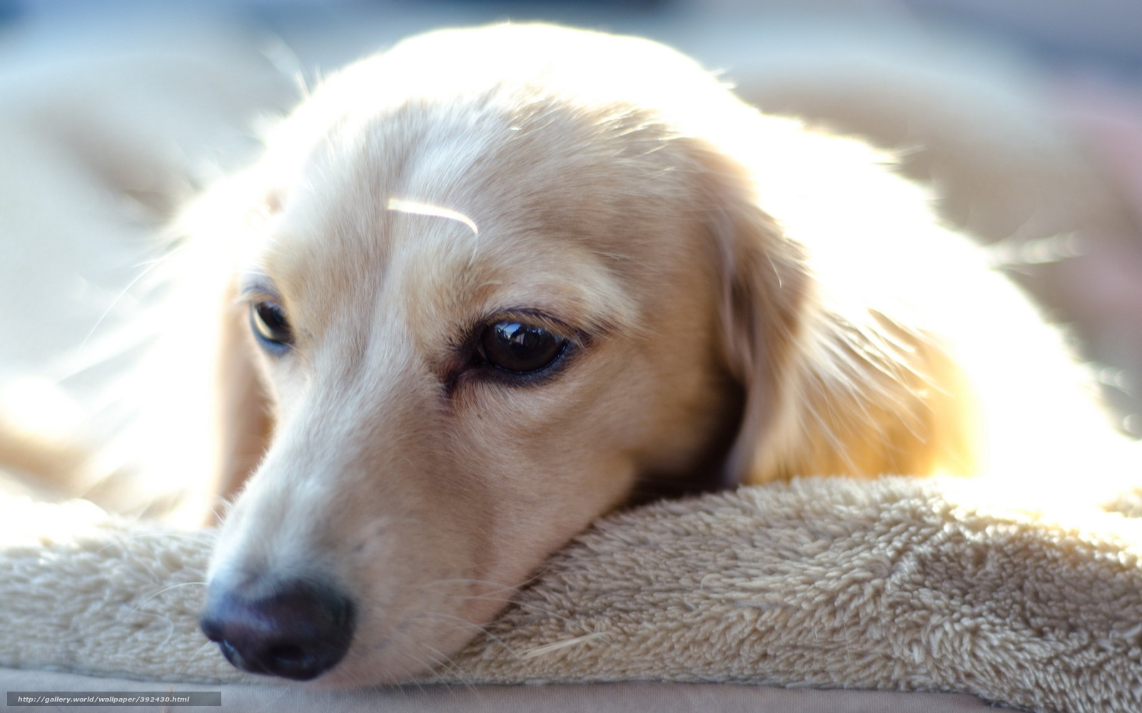 dog resting on towel