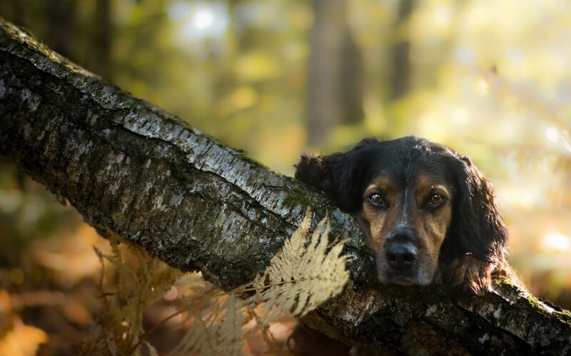 Dog Resting on Tree Branch