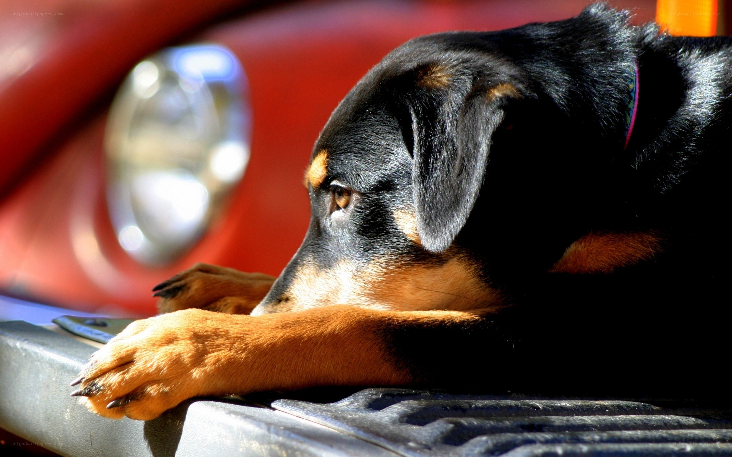 dog resting on truck bed