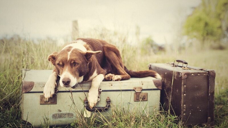 dog resting on vintage suitcases