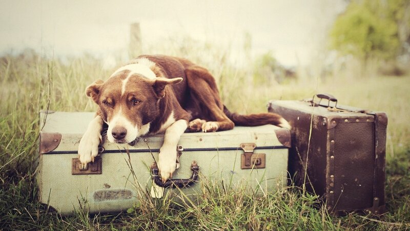 dog resting on vintage suitcases