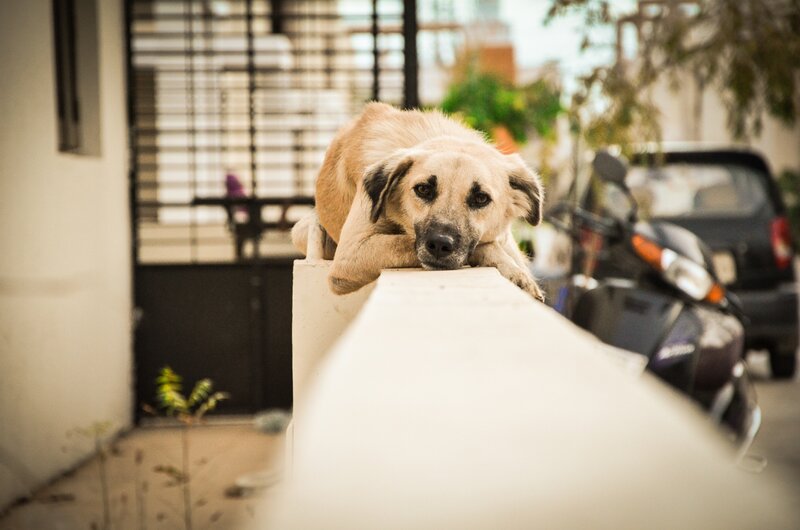 Dog Resting on Wall — Beige