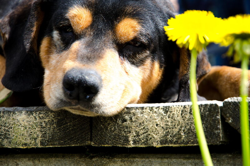 Dog Resting on Wall — Black, Calm
