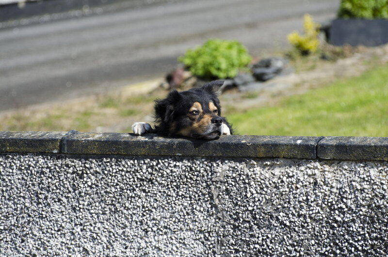 Dog Resting on Wall — Black