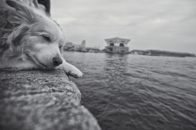 Dog Resting on Wall