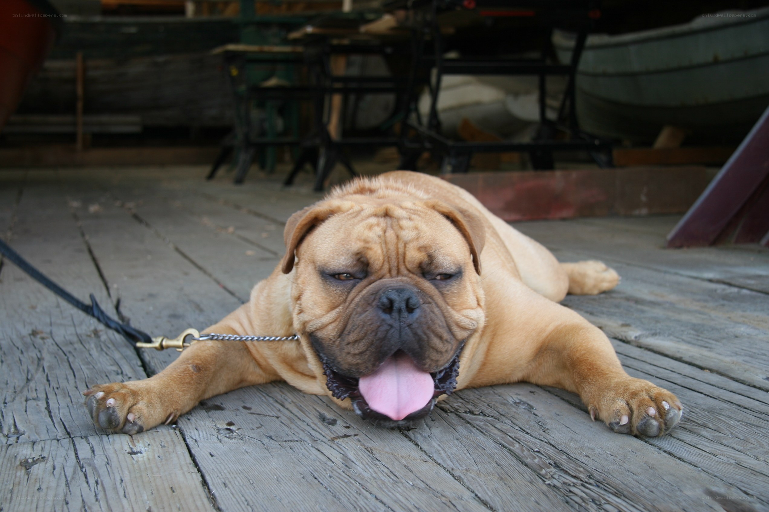 dog resting on wooden deck