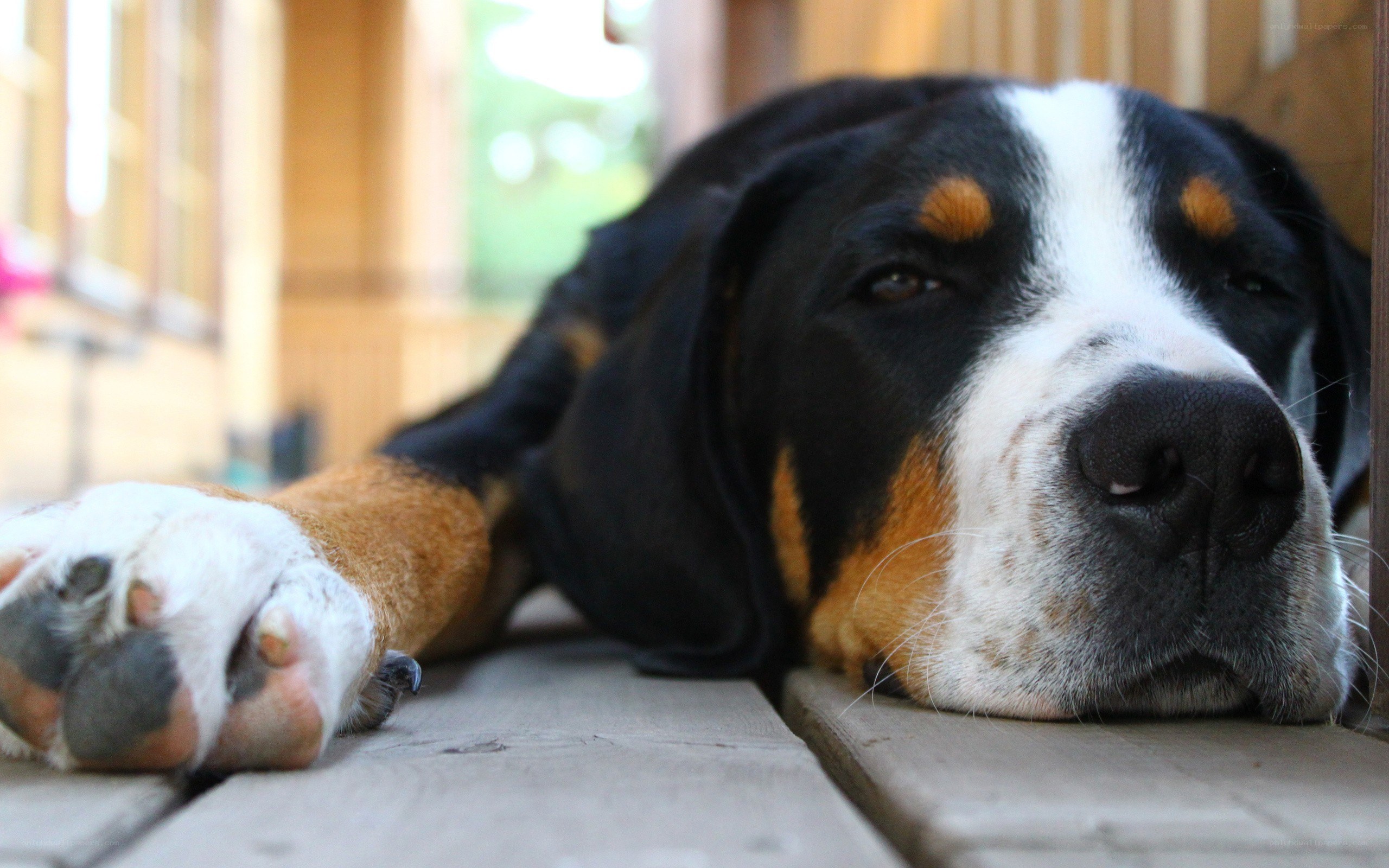 dog resting on wooden deck