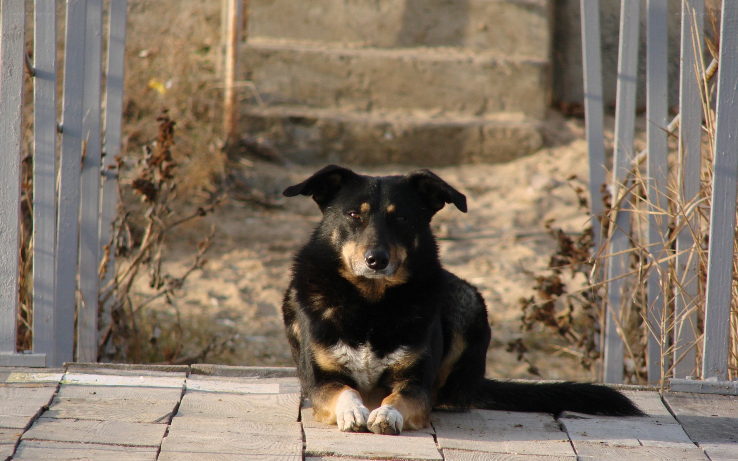 dog resting on wooden deck