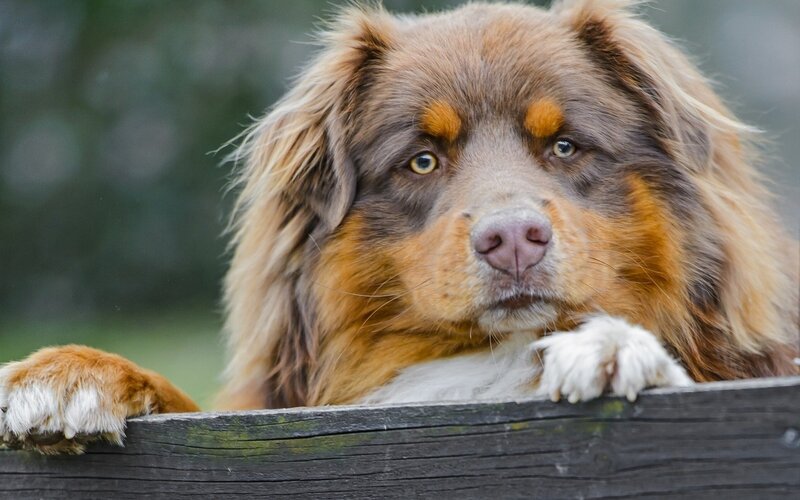 dog resting on wooden fence