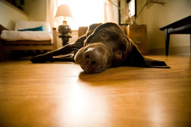 dog resting on wooden floor
