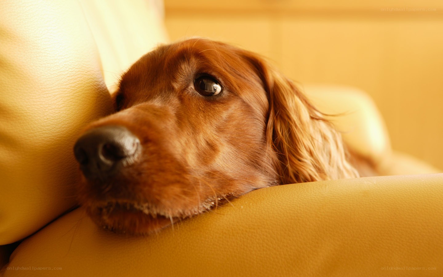 dog resting on yellow couch