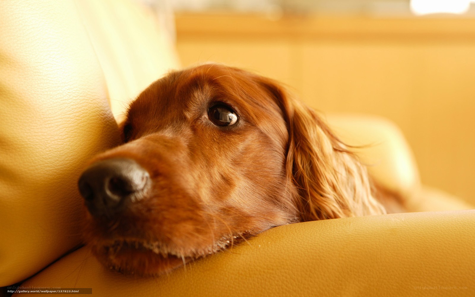 dog resting on yellow couch