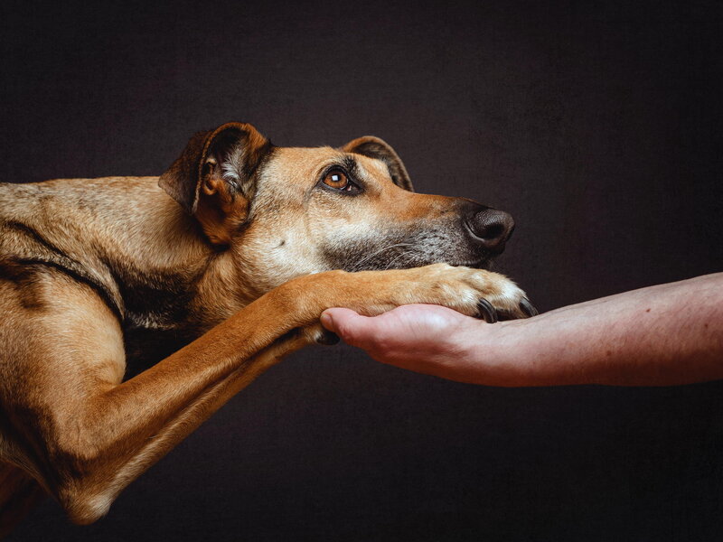 Dog Resting Paw on Hand