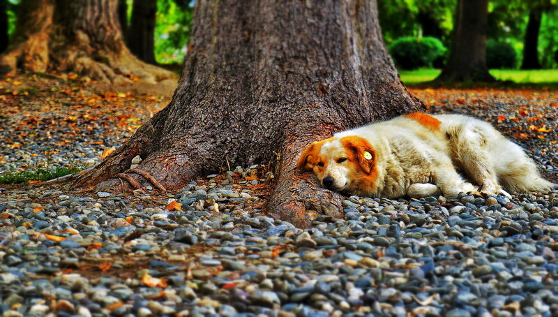 Dog Resting under Tree