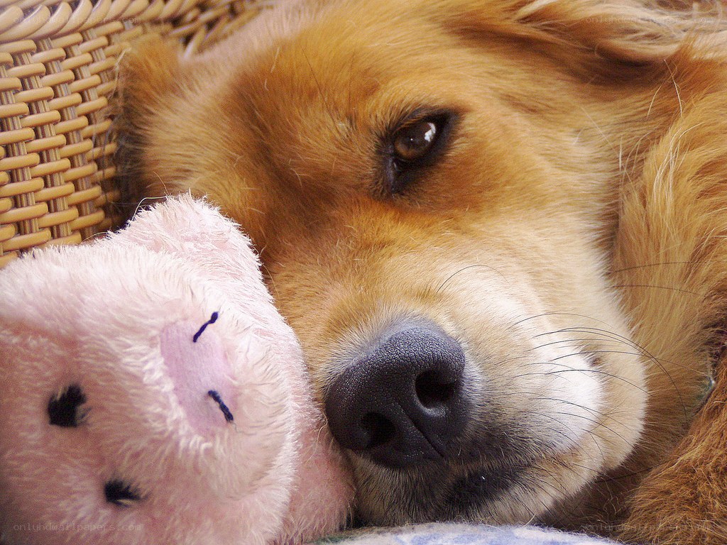 dog resting with stuffed toy