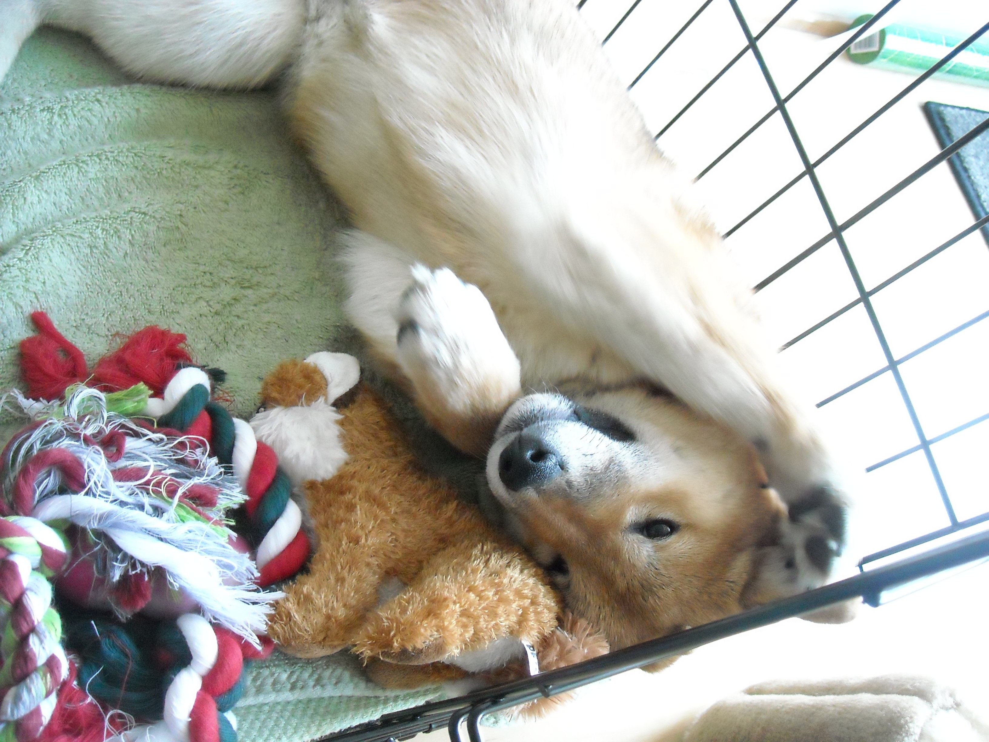 dog resting with toys
