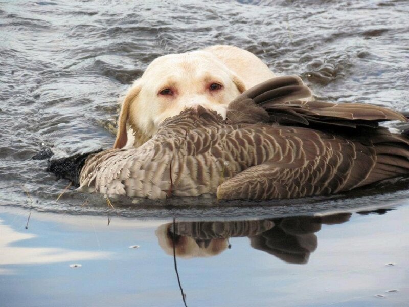 Dog Retrieving Duck