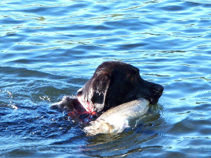 Dog retrieving fish from water