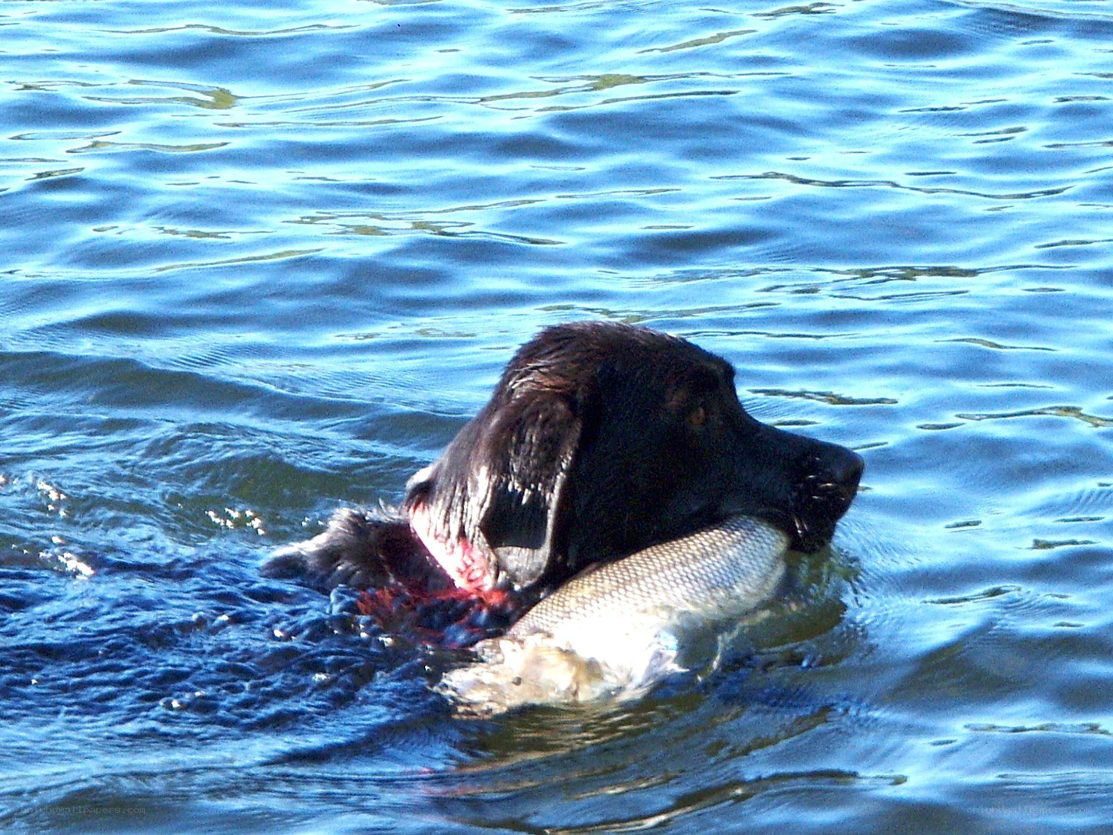 Dog retrieving fish from water