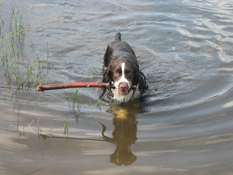 Dog retrieving stick from water