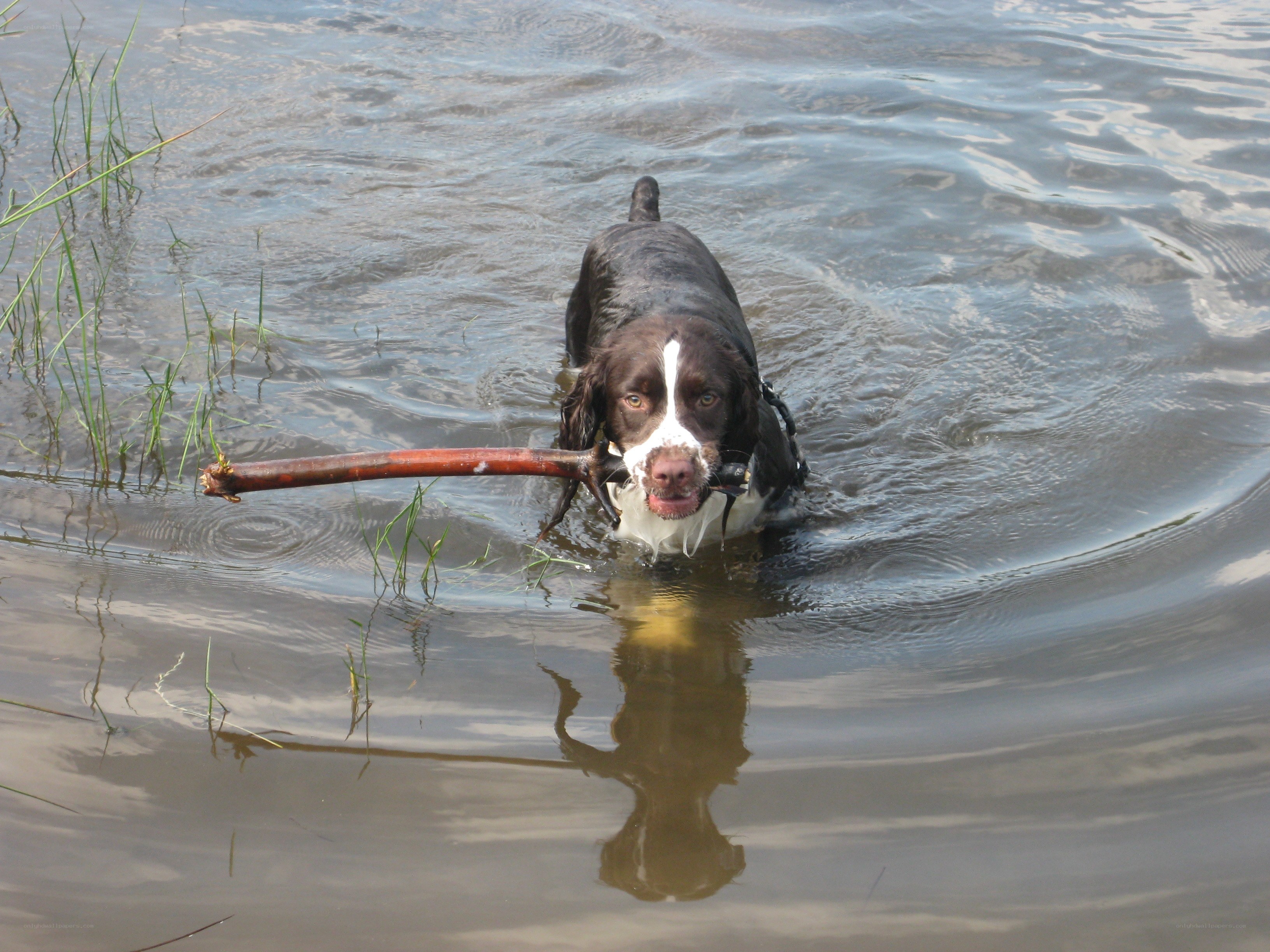 Dog retrieving stick from water