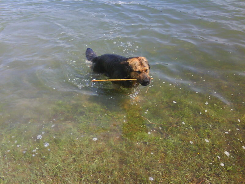 Dog Retrieving Stick — Green