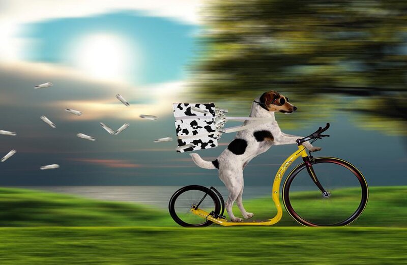 Dog Riding Bicycle