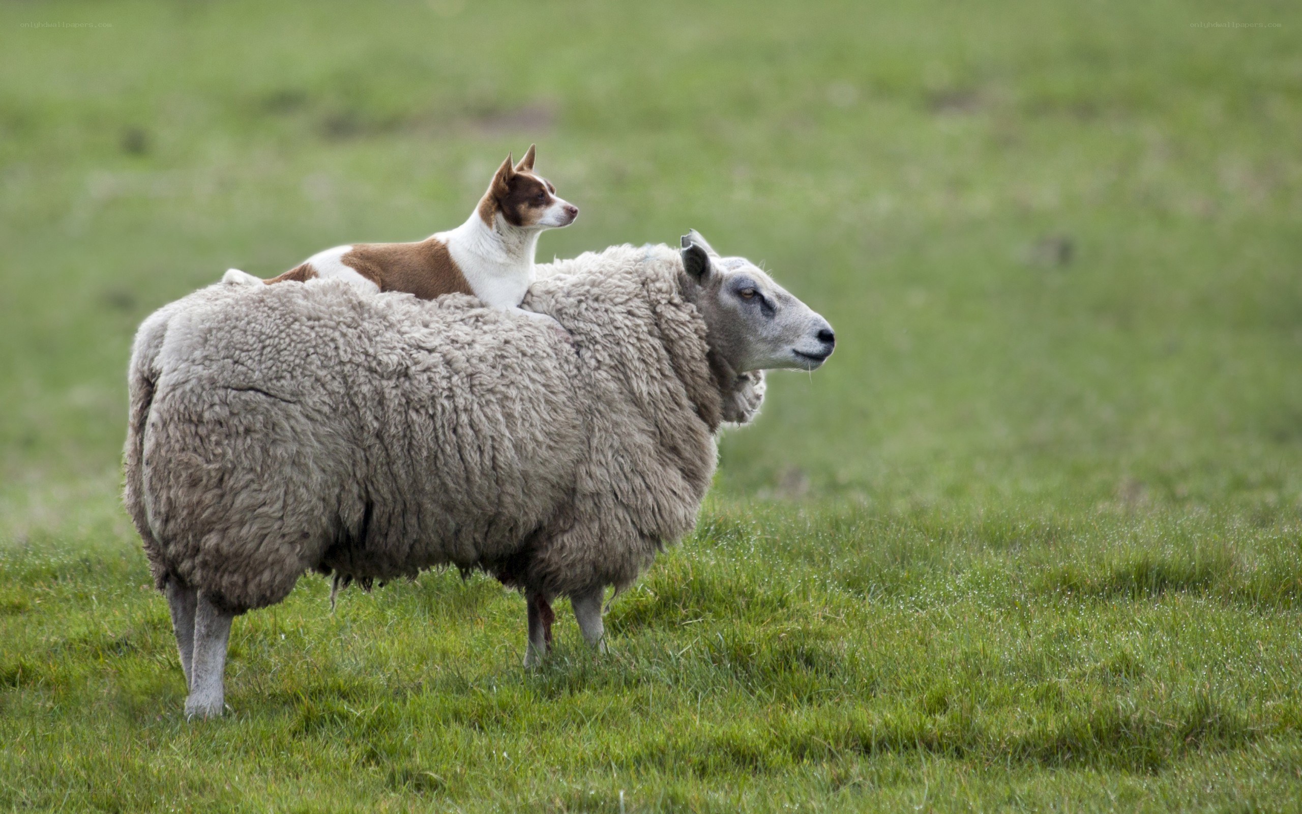 dog riding on sheep