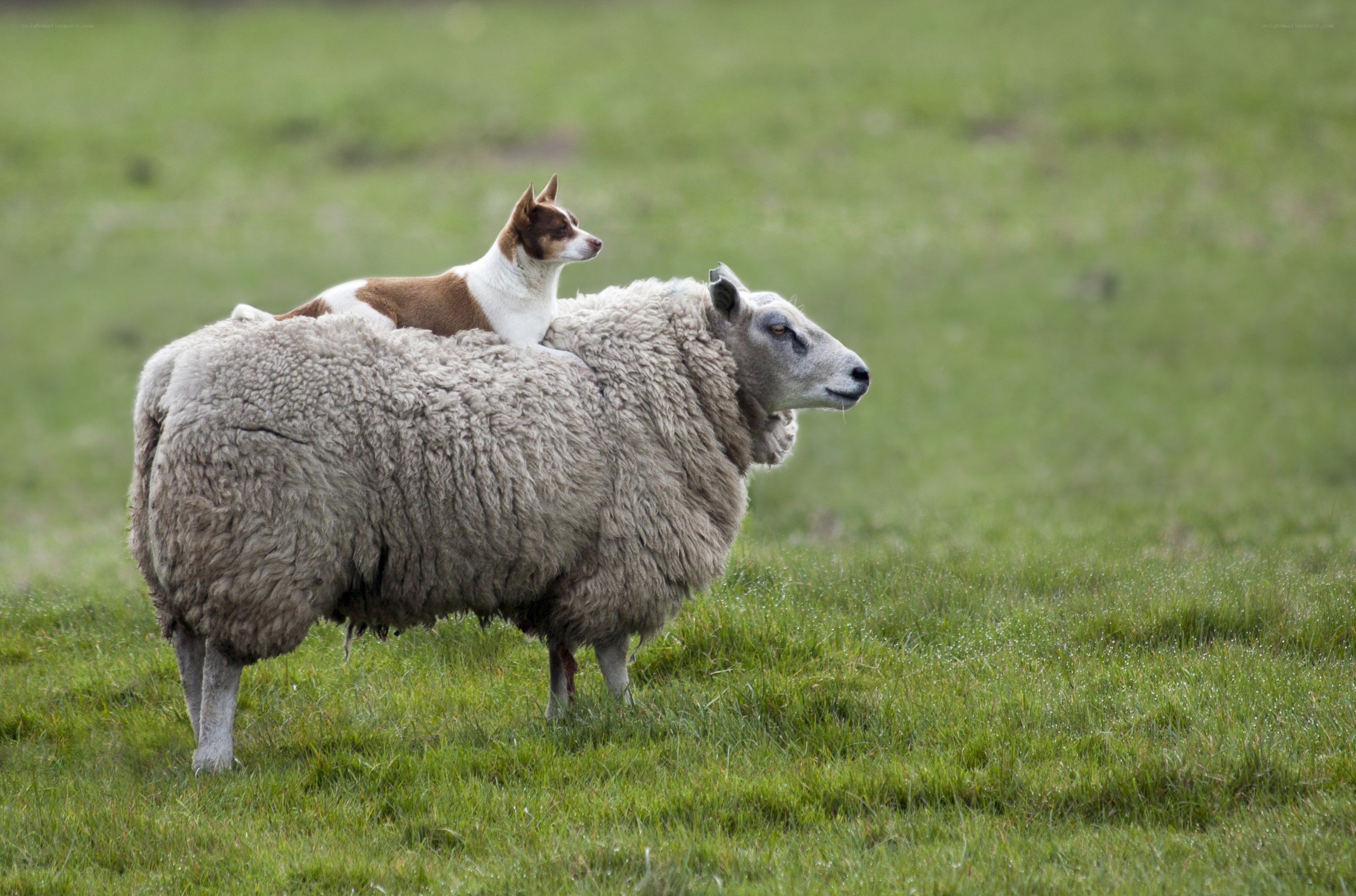 dog riding on sheep
