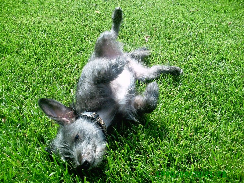 dog rolling in grass