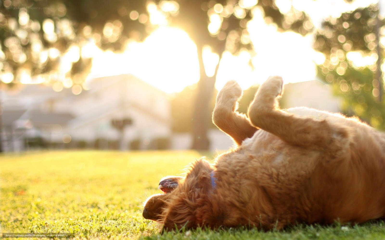 Dog rolling in sunlit grass