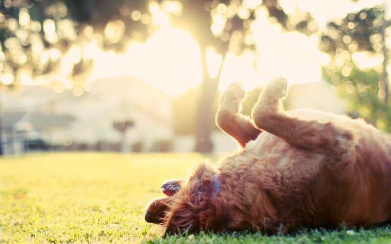 dog rolling in the grass