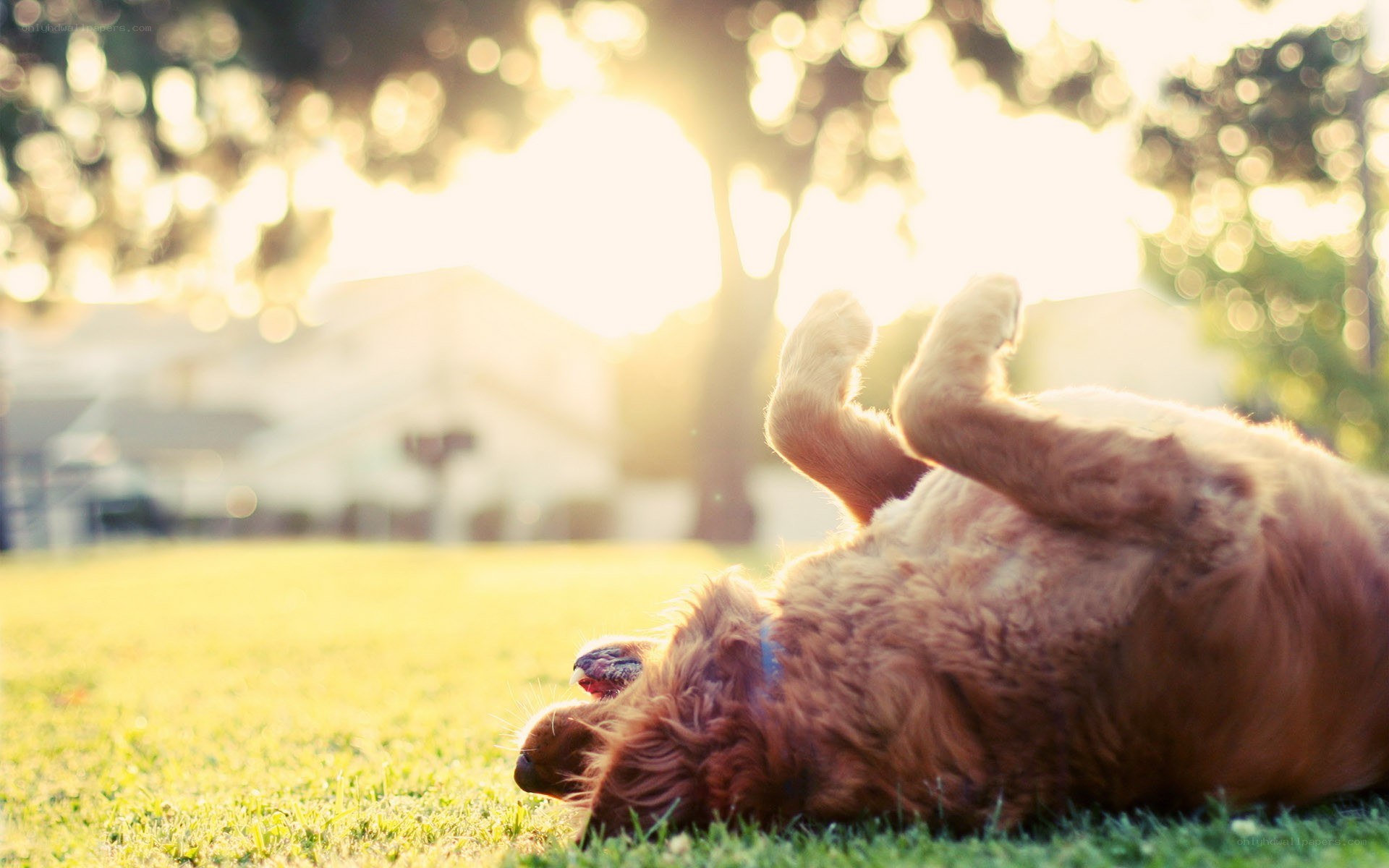 dog rolling in the grass