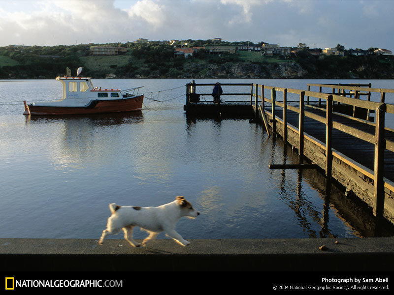 dog running by a dock