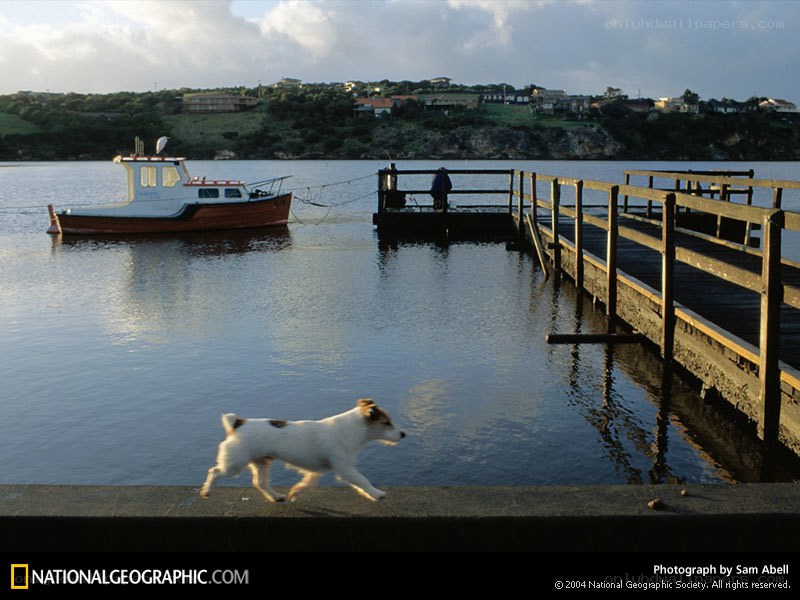 dog running by a dock