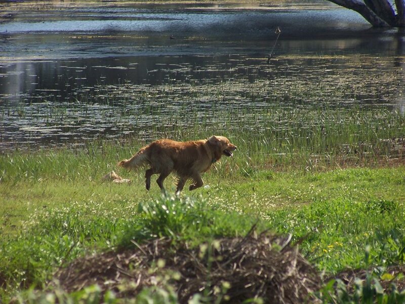 dog running by a pond