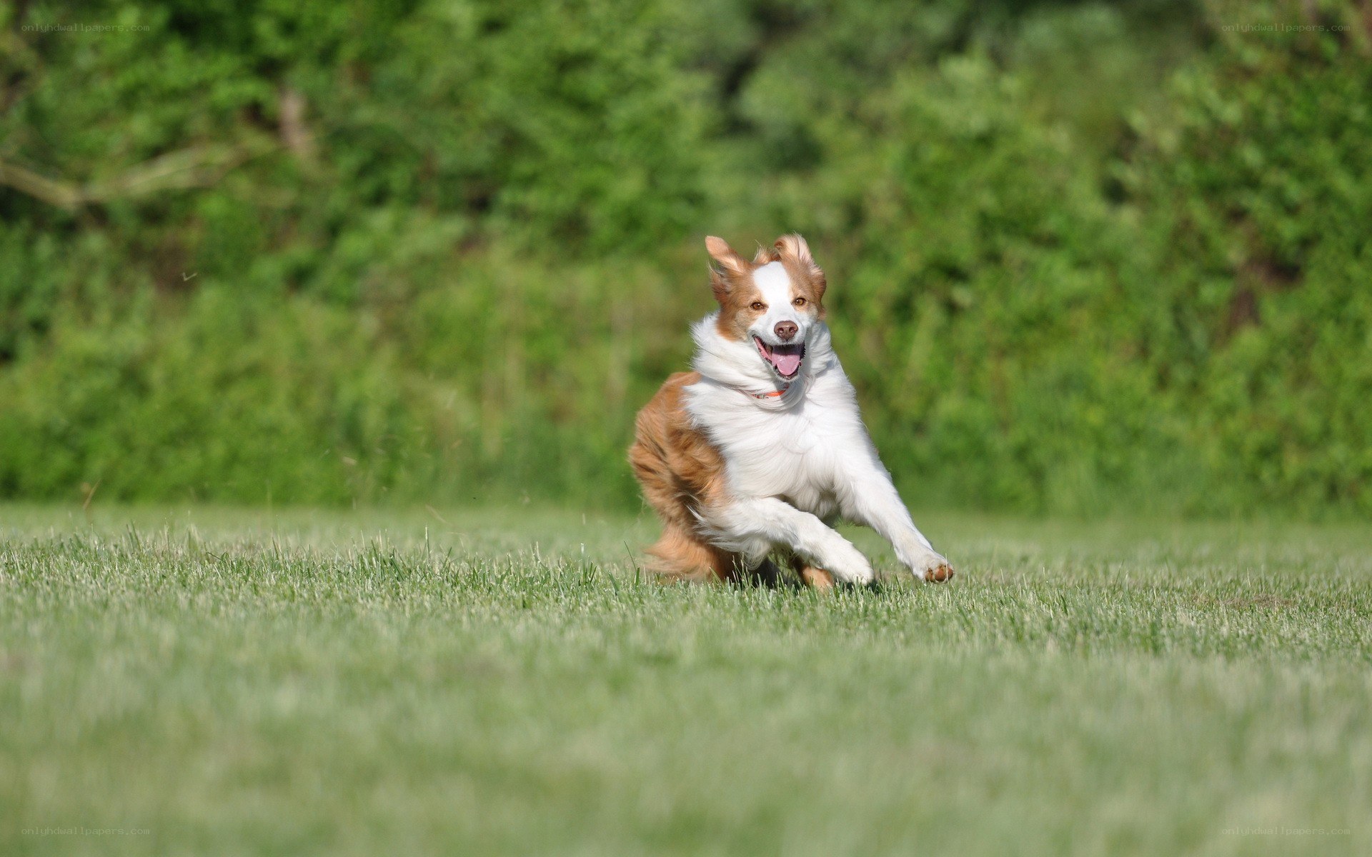 dog running in a field