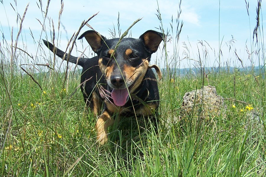 dog running in a field