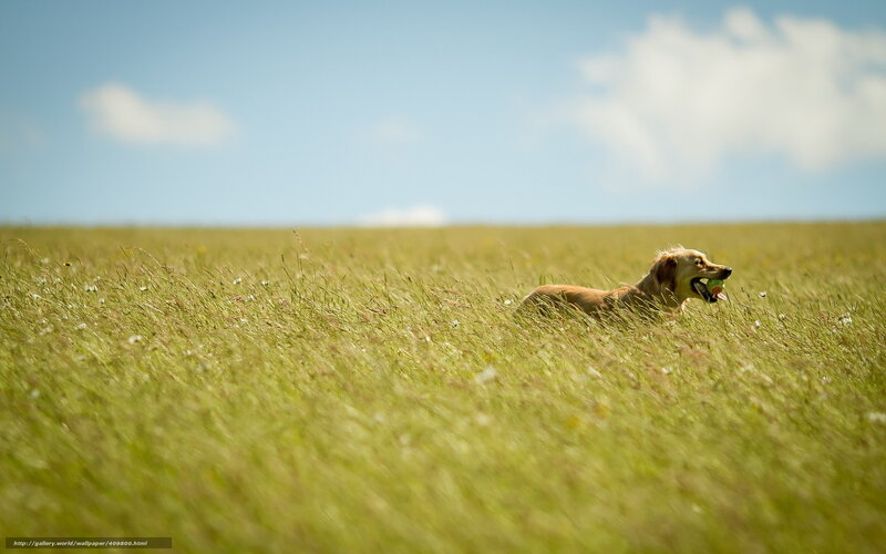 Dog running in a field