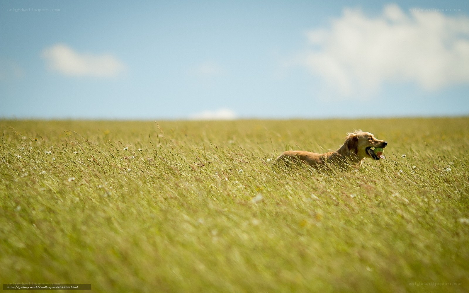 Dog running in a field