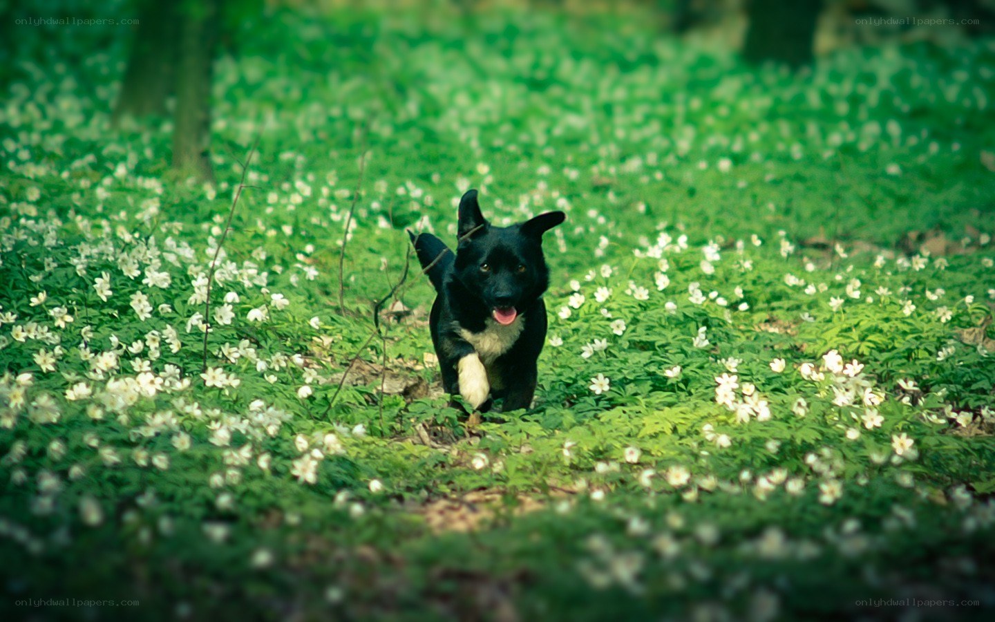 dog running in a flower field