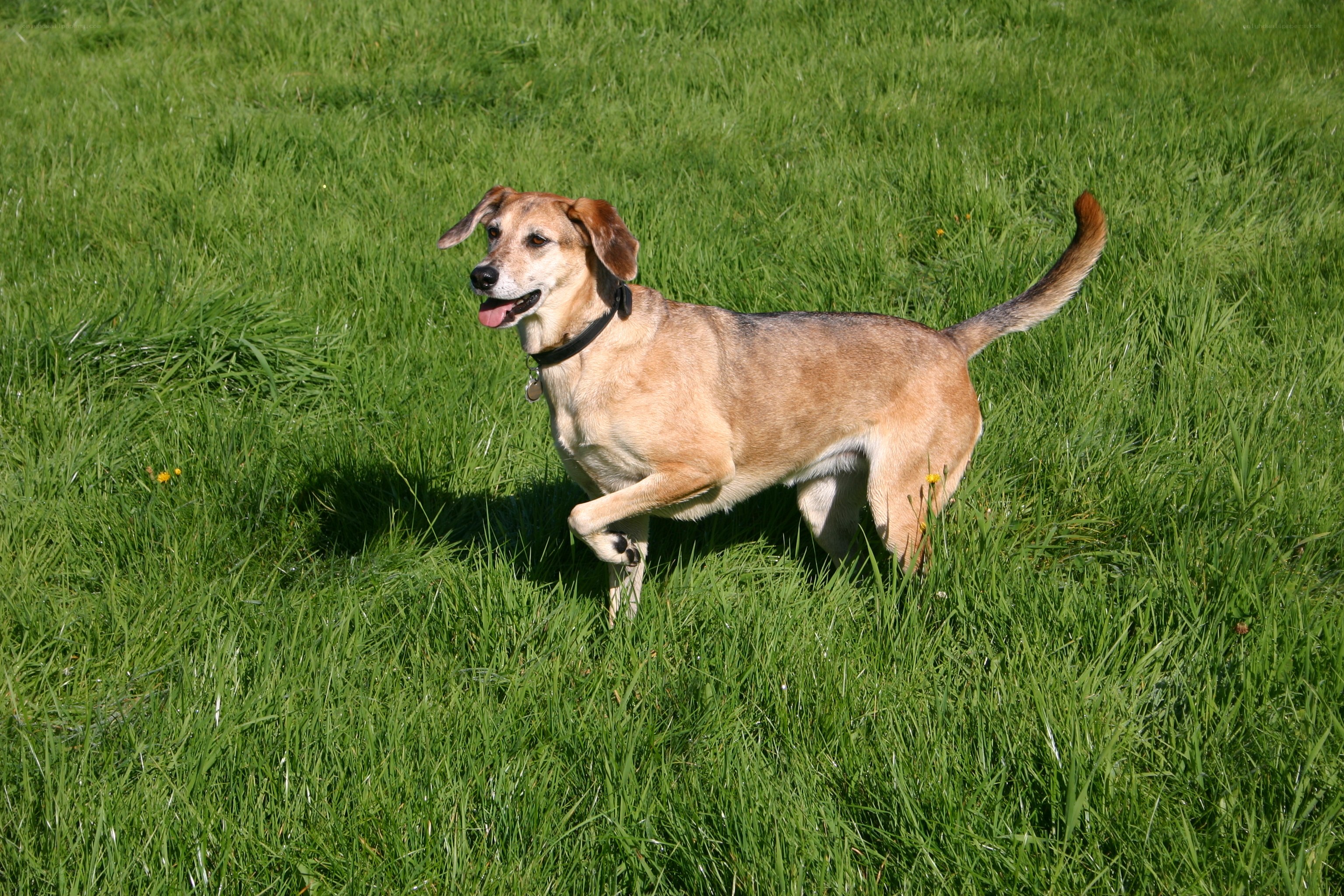 dog running in a grassy field