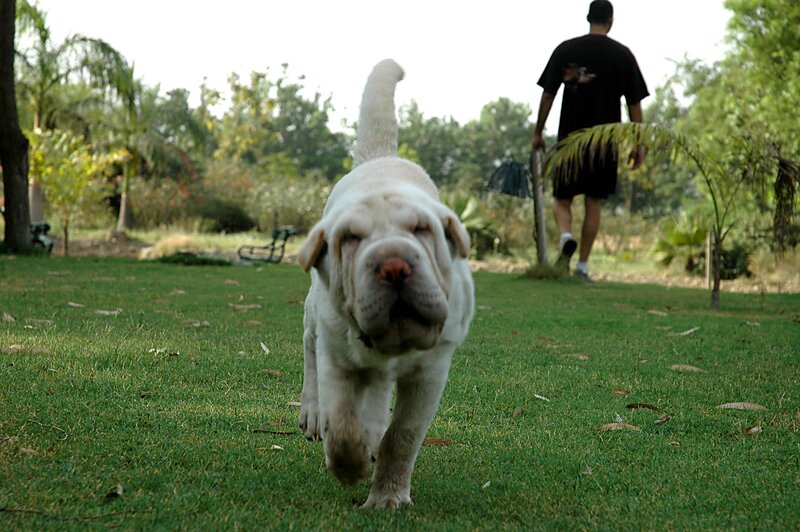 dog running in a park