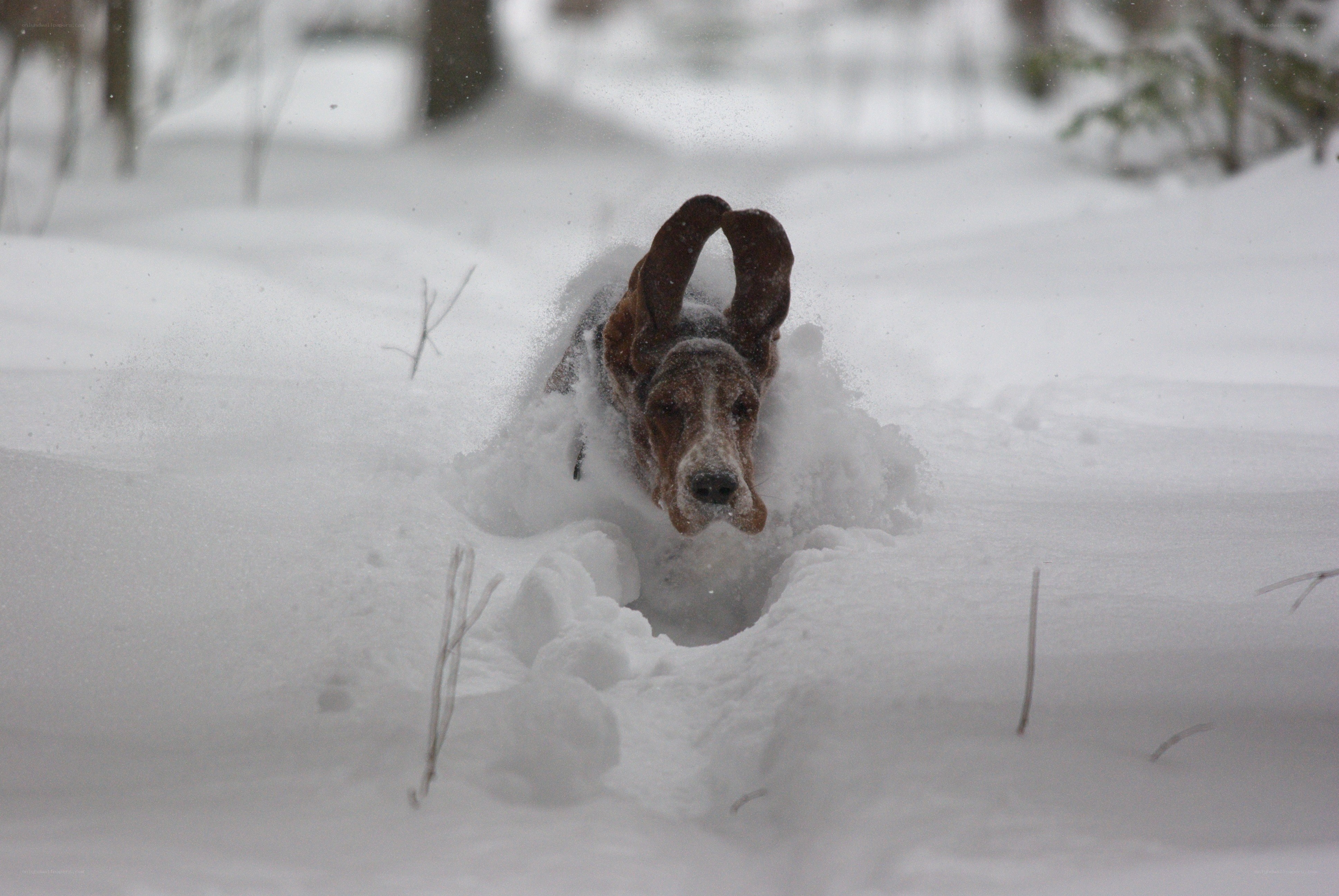 dog running in deep snow