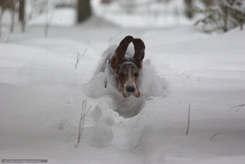 dog running in deep snow