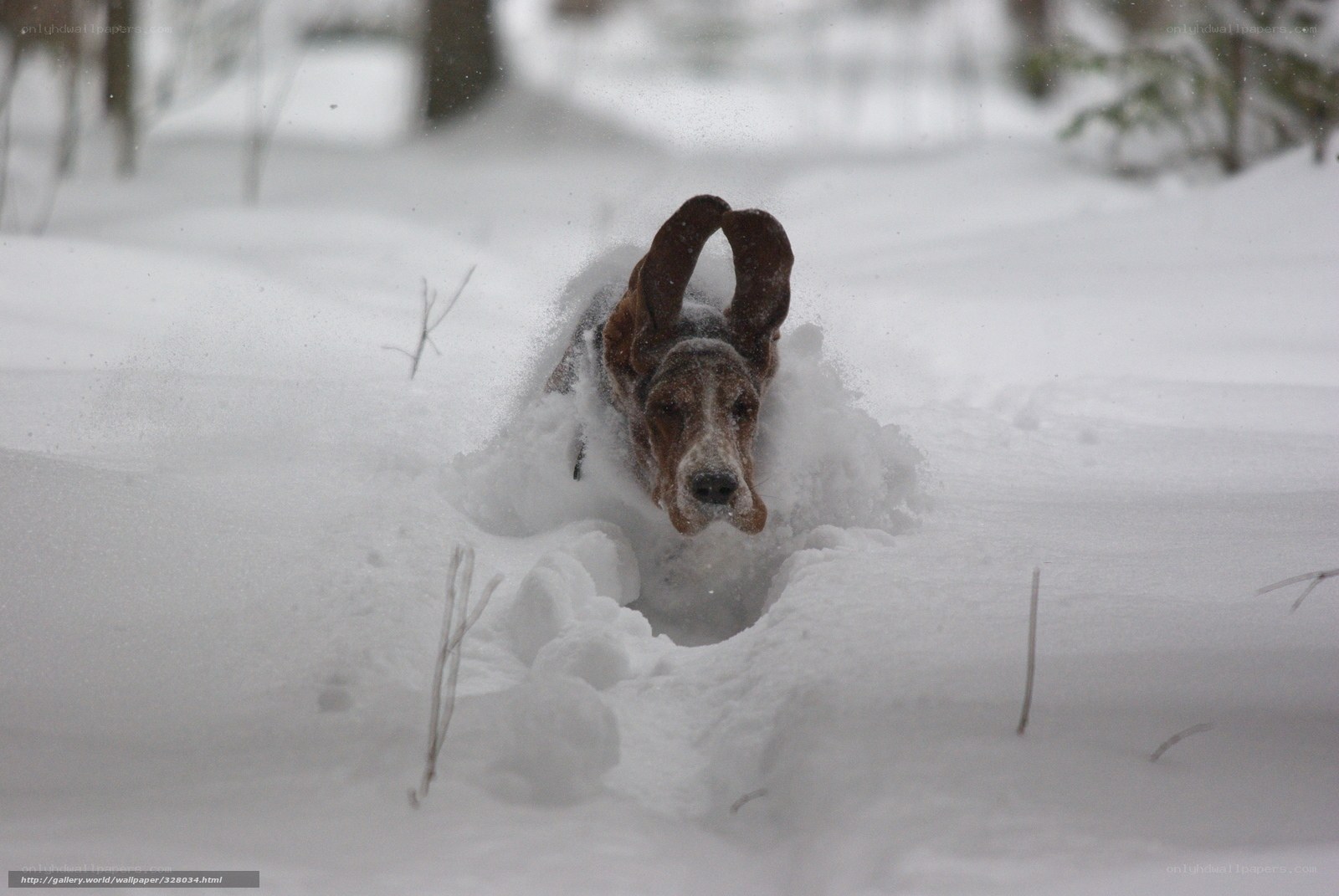 dog running in deep snow